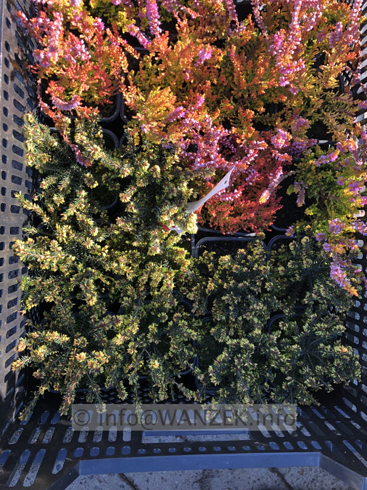 Erica carnea In Sorten knospig 001.JPG